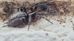 Lycosoides coarctata