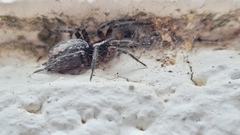 Lycosoides coarctata