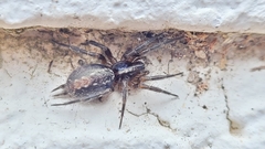Lycosoides coarctata