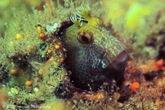 Parablennius intermedius