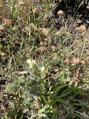 Castilleja rubicundula