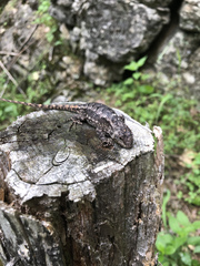 Sceloporus consobrinus