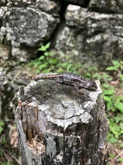Sceloporus consobrinus