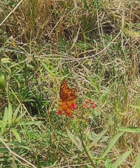Euptoieta hegesia meridiania