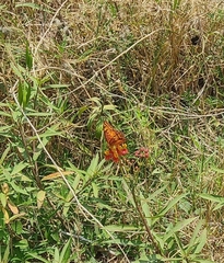 Euptoieta hegesia meridiania