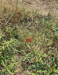 Euptoieta hegesia meridiania