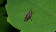 Tettigidea lateralis
