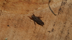 Tettigidea lateralis