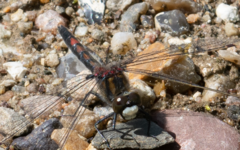 Leucorrhinia rubicunda