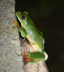 Rhacophorus malabaricus