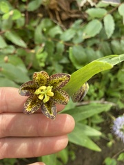 Hydrophyllum capitatum thompsonii