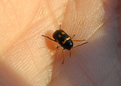 Cryptocephalus anticus