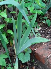 Iris domestica