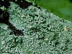 Lepra trachythallina