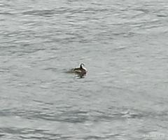Podiceps auritus