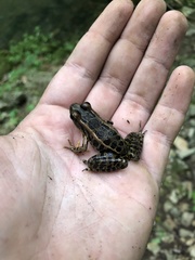 Lithobates sphenocephalus utricularius