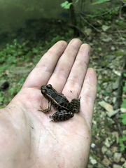 Lithobates sphenocephalus utricularius