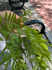 Gleditsia triacanthos