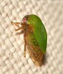 Ophiderma evelyna