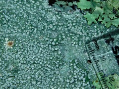 Lepra trachythallina