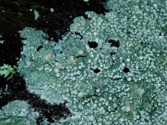 Lepra trachythallina