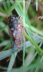 Cicadetta montana