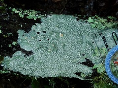 Lepra trachythallina