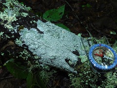 Lepra trachythallina