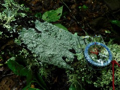 Lepra trachythallina