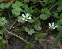 Ranunculus omiophyllus