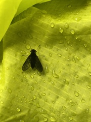 Chrysopilus velutinus