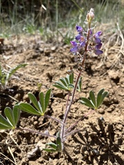 Lupinus pusillus