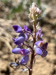 Lupinus pusillus