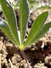 Lupinus pusillus