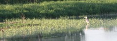 Ardea herodias