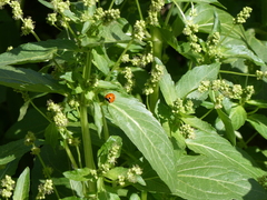 Coccinella septempunctata