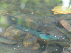 Cribroheros robertsoni