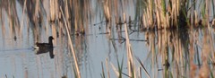 Gallinula galeata