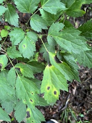 Ascochyta