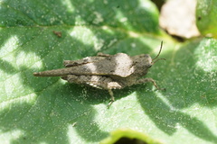 Tetrix ornata