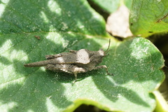 Tetrix ornata