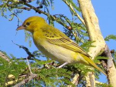 Ploceus intermedius cabanisii