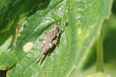 Tetrix ornata