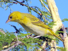 Ploceus intermedius cabanisii