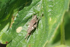Tetrix ornata