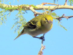 Ploceus intermedius cabanisii