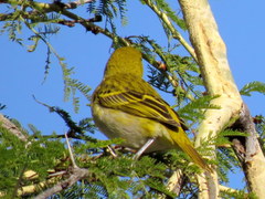 Ploceus intermedius cabanisii