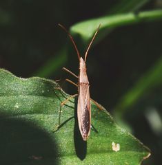 Darmistus subvittatus