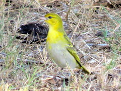 Ploceus intermedius cabanisii