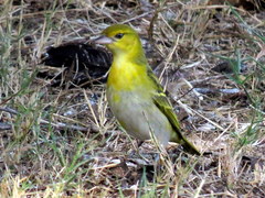 Ploceus intermedius cabanisii